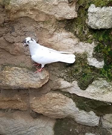 goyercin bazari: 2 gozu xalli birde mice quyrug 3 de mayadi 12 13 14 tuk vidyo ucun — 3