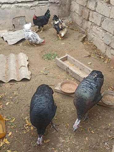 Inəklər, öküzlər: Dişi, Damazlıq — 1