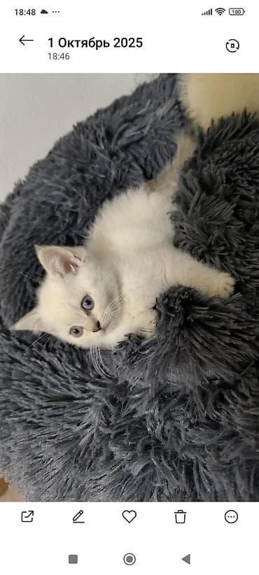 siyan pişiyi: Britan — 2