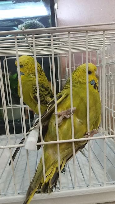 Göyərçinlər: Cex cütü 70 azn — 2