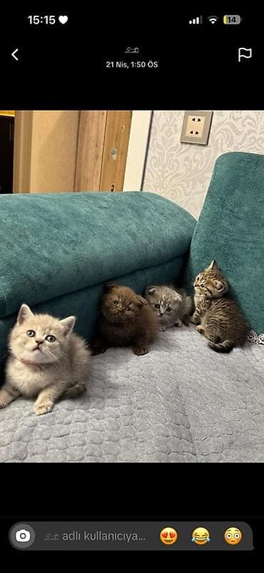 Шотландская — 1