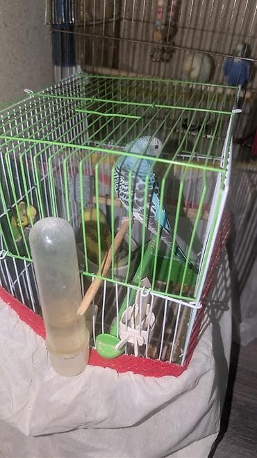 Yuvalar: 11 PAPUQAY 7 DİSİ BALADİ 2 AYLİQDİLAR HAZİR CUTLERDİ 2 QƏFƏSLƏ — 7