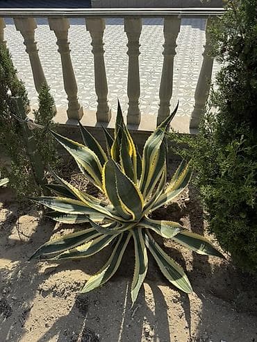 diffenbaxiya bitkisi: Agave americana ‘Variegata’ – dekorativ sukulent - Növ: Agave — 5