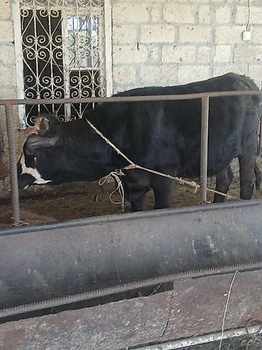 erkek quzular: Salam aleykum əvvəla 2 dənə dişi 4 dənə erkək danadı istiyən olsa — 8