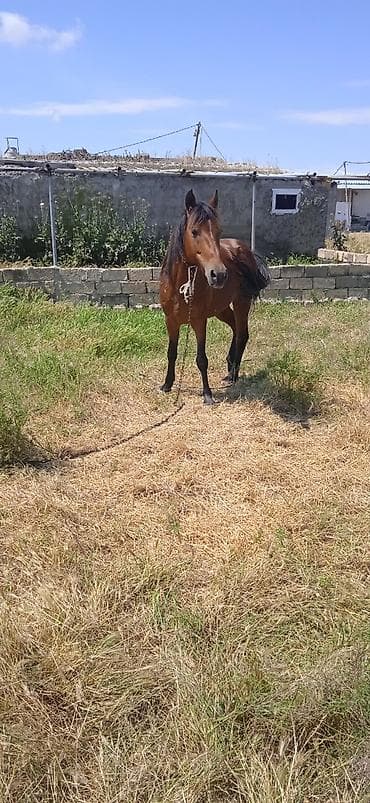 disi at: Erkək, il: 8, Ünvandan götürmə — 2