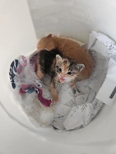 котята в хорошие руки бесплатно: Coox gozeldir pulsuz verilir oynayandir yaxwi ellere merdekan wuvelan — 3