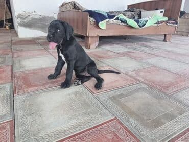 barter itle: Кане-корсо, 2 месяца, Самка, С прививками, Платная доставка — 2