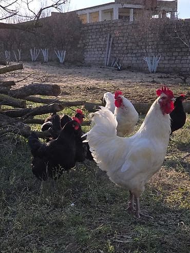 cuce satisi: Temiz qan Australorp cuceleri .3-gunluk 3 manat,20 gunluk -5manat — 3