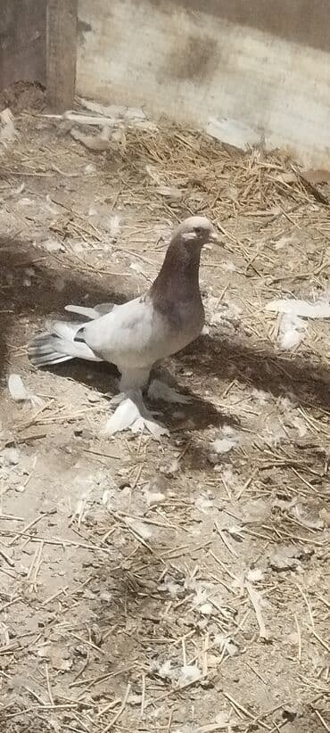 soltan quşu: Növ: Ev göyərçini (saçaqayaqlı) Rəng: Açıq boz-gümüşü gövdə, boyun və — 1