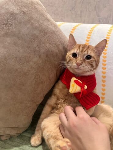 pişik sahibləndirilir: Sahiblendirilir diwi erkek saglamdirlar rengli qisirdir diwidir sari — 4