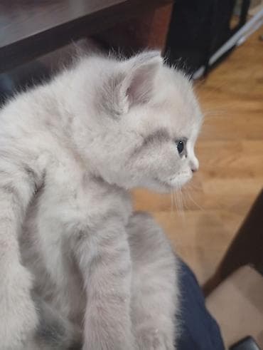 pişiy: Şotland, Erkək, Dişi, Yaxşı əllərə — 4