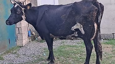 Inəklər, öküzlər: Ikinci qarına boğazdı 4aylıq hazırda 15litr süd verir kim istəsə — 4