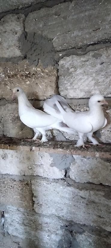cex qus: Salam boz quyrug cüt göyərçinlər hazır bala verəndi son qiymət cütü — 1
