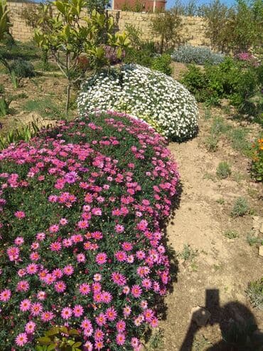 gul toxumlari: Həyət gülleri. 90növ çesid var! — 8