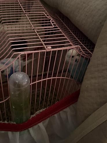 quşları: Mehebbet quslari 3 cutdu ayri ayrida satilir 1 cutu 60 azn 2 aydan bir — 7