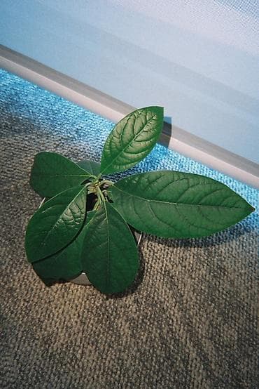 Tinglər: Avokado (Persea americana) dekorativ otaq bitkisi – saksıda - Növ — 1
