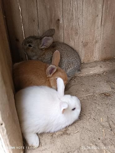 qoyun əti qiyməti: Üç dənə 30 günlük dovşan balaları Saglamdilar bağ şəraitində özüm — 4