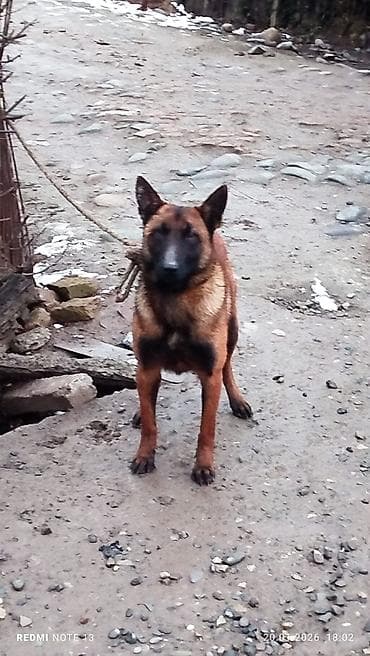 barter itlə: Belçika çoban iti, Peyvəndli — 1