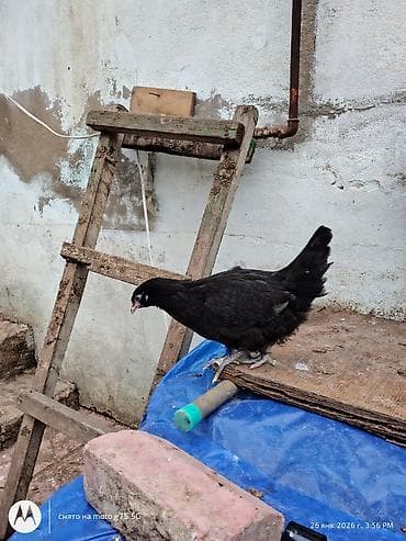 etlik cuce satisi: Toyuq, Australorp, Damazlıq, Ünvandan götürmə — 5