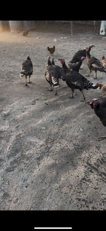 lal ordek satilir: Salam sağlam hec bir xesdeliyi olmayan hunduskalardi isdeyen vasappla — 3