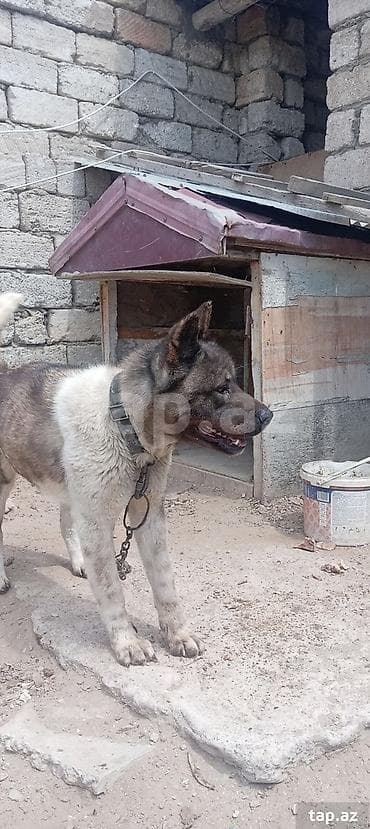 zvonok itləri: Akita-inu, Erkek — 2