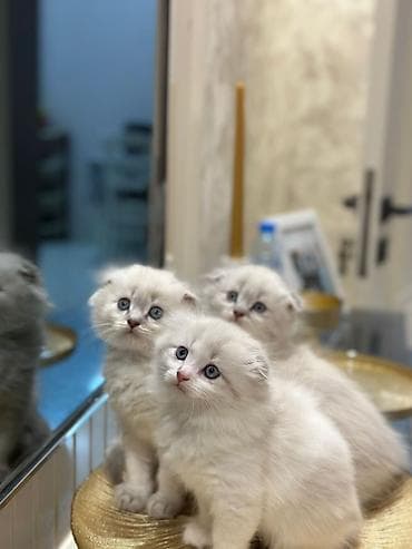 cin bildircin: Şotland — 3