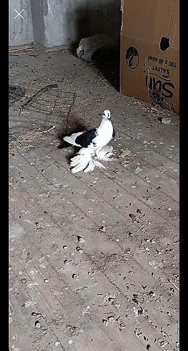 dekorativ göyərçin: Mayadi Oyaq quşdu — 1