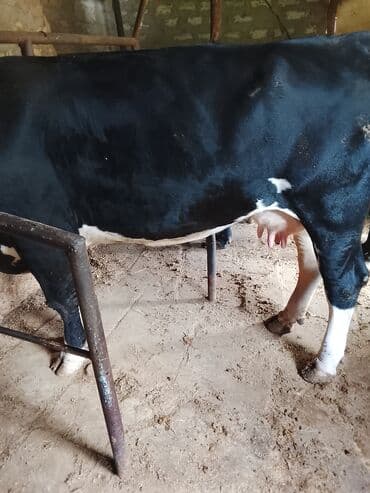 cins inekler: Südlü inək 13.14 lt süd verir südü yağlıdır. real alıcıya cüzi — 2