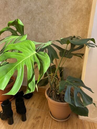 otaq gulləri: Monstera bitkisi 30 azn — 4
