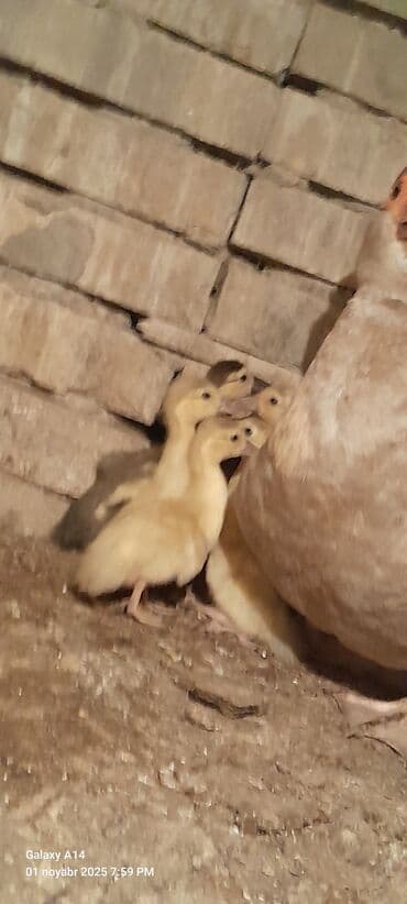 ördək balası satışı: Salam aleykum lal Ördək balaları satılır 7ədədir 2ədədi macar,5ədədi — 4