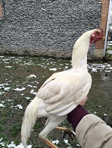 Atlar: Satilir Super Yapon Bece — 2