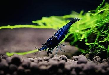 Аквариумные аксессуары и принадлежности: Akvaryum üçün dekorativ krivetqa – rəngli Neocaridina növləri. 10 — 9