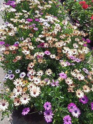 Osteospermum (Afrika papatyası) dekorativ çiçək kolları - Rəng