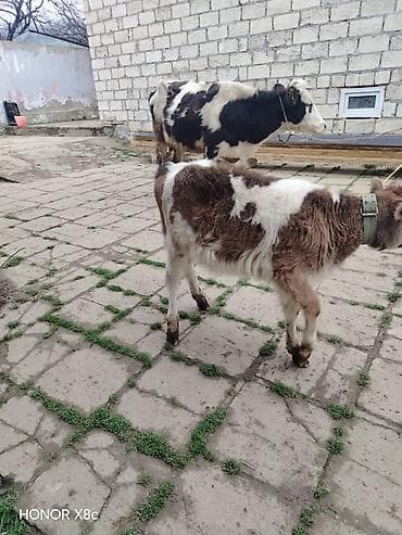 Gəmiricilər: Simental tipli inək və buzov dəsti - Ana inək: qara-ağ rəngli, böyük — 2