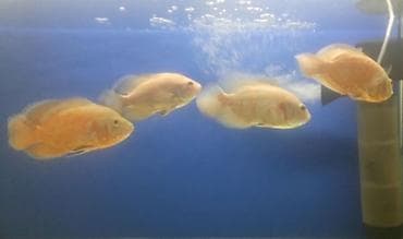 Quşlar: Oskar balığı, Yırtıcı — 1