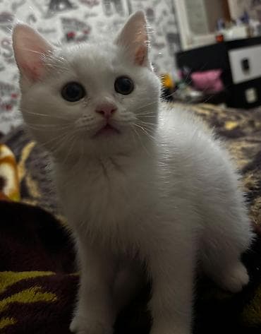 Şinşilla, Erkək, Dişi, Yaxşı əllərə, Ödənişli çatdırılma