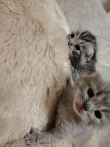 dovşan balaları: Şotland — 2