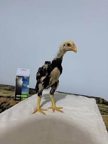 gəncə toyuq satan: Toyuq cücələri, Damazlıq — 1