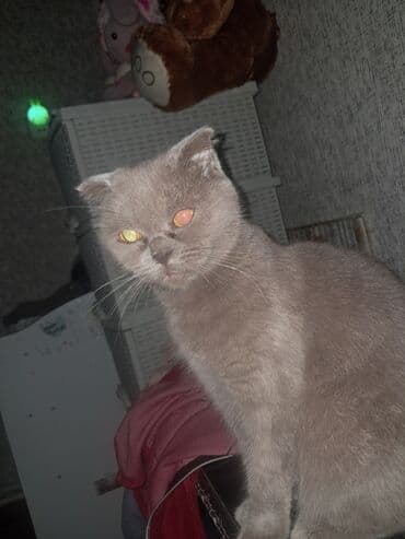 отдам котенка в хорошие руки: Британская вислоухая — 3