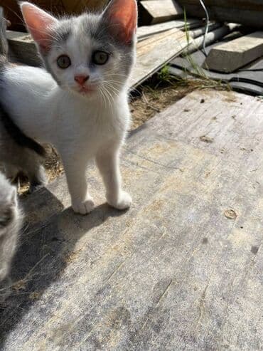 в добрые руки котята: Самка, В добрые руки — 3