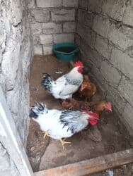 Saqlam toyuqlardr 1ededi 20m