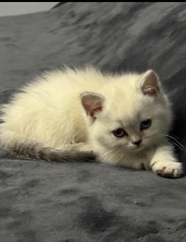 pisiylər: Şinşilla, Dişi, Yaxşı əllərə, Rayonlara çatdırılma — 1