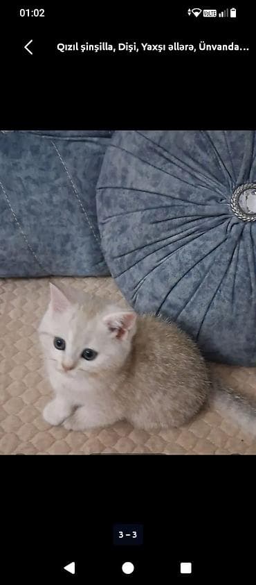 Şinşilla, Dişi, Yaxşı əllərə, Ünvandan götürmə, Ödənişli çatdırılma — 1