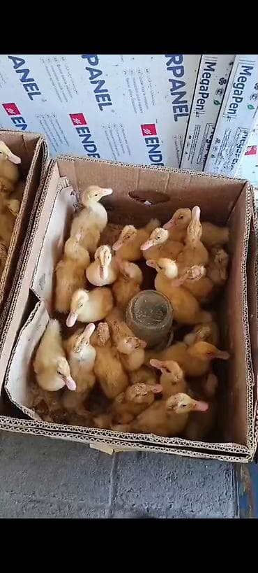 Ördək cücələri, Ətlik