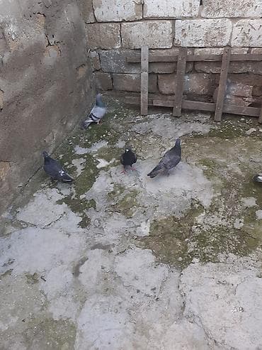 itlerin satisi 2017: Balada var erkeyde var mayada var usd usde goturen olsa 10 azn unvan — 4