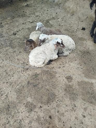 körpə quzu: Qoyun-quzu 4quzudu 3erkek bir dişi biri 185 cüzi endirim olacaq — 2