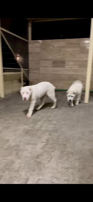 it sekisi: Alabay — 7