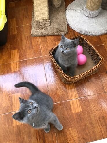 pişik şəkili: Şotland, Dişi, Erkək, Ünvandan götürmə — 12