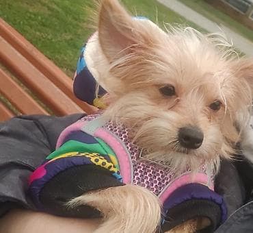 Yorkshire Terrier balası satılır(hipoalerjenik )-Goldast, erkek. Çox