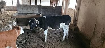 Dana, buzov, Dişi, ay: 1, 90 kq, Damazlıq, Ünvandan götürmə